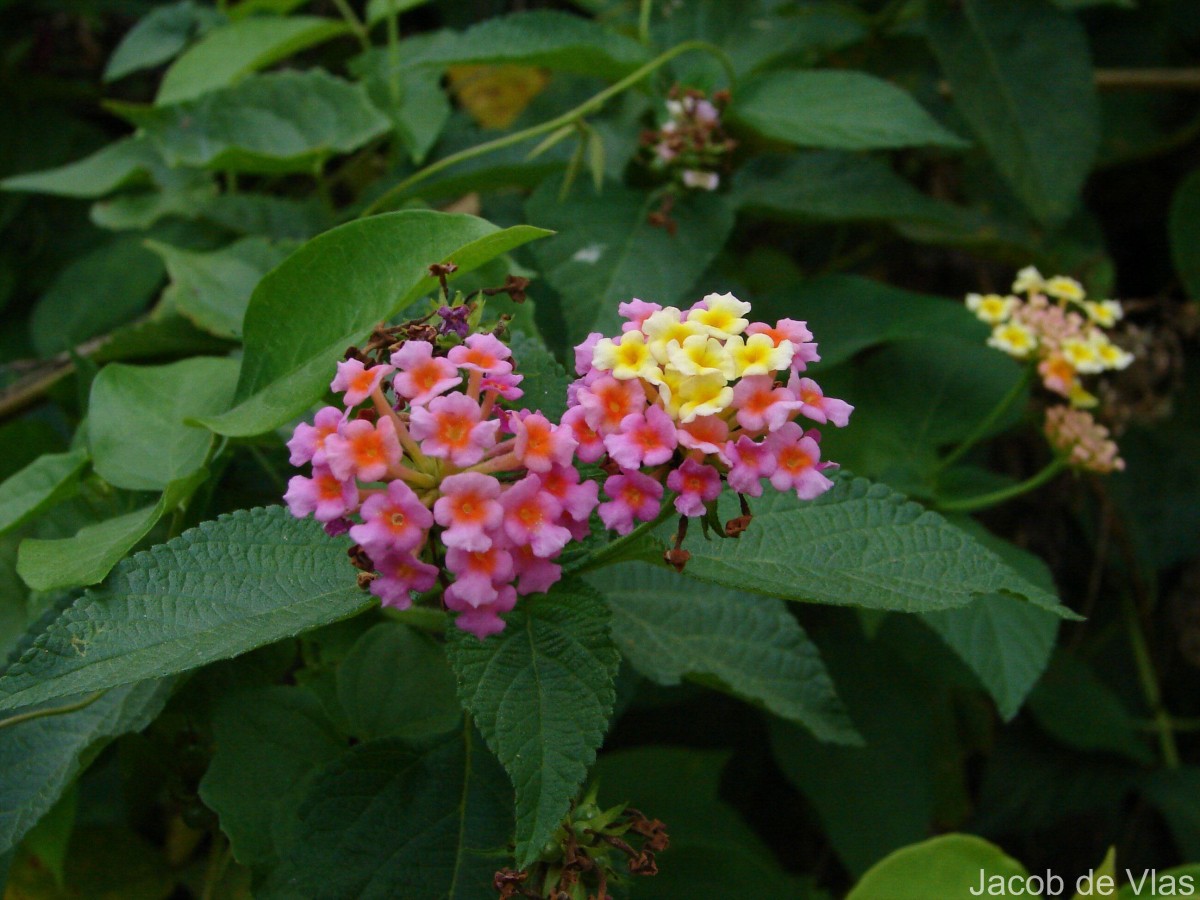 Lantana camara L.